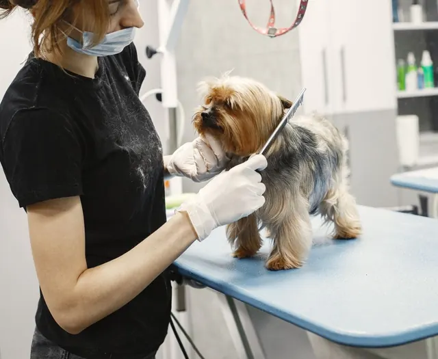 A groomer combing a small dog on a salon table